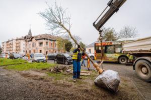 Arbori noi plantați pe Gheorghe Doja