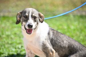 Comunicate | Aproape 200 de câini își așteaptă stăpânul la adăpostul din Dealul Gușteriței