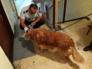 Amenzi de peste 75.000 de lei aplicate de polițiștii locali pentru încălcarea legislației în domeniul protecției animalelor