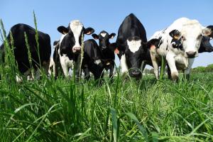 Iustin Cionca: „În județ avem, în medie, câte două animale  domestice aferente fiecărui arădean”