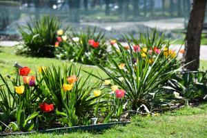 Feerie de culori! Jumătate de milion de flori, pe  străzile din Sectorul 6