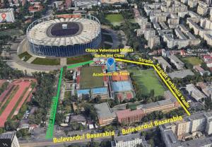 Continuare campanie sterilizare pisici rasa comună