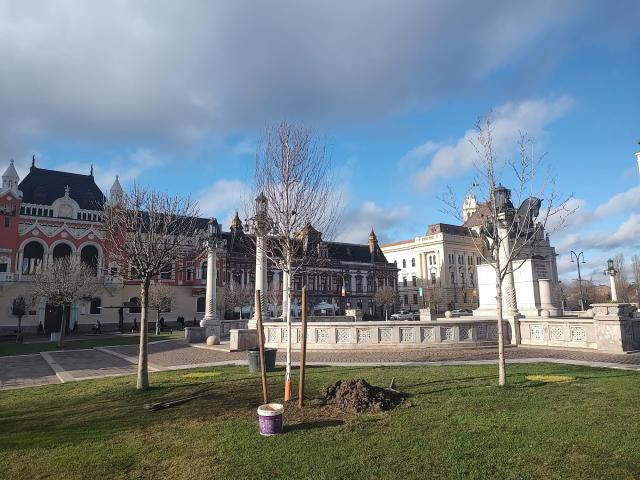 A început plantarea mestecenilor în Piața Unirii
