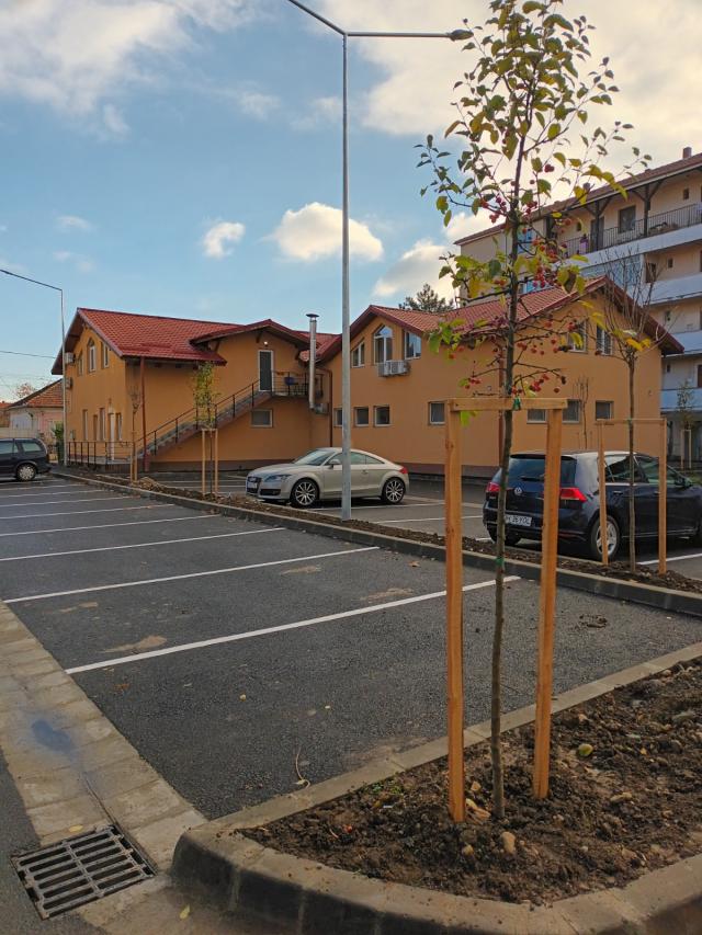 Aproape 700 de arbori ornamentali sunt plantați în cadrul  campaniei de toamnă