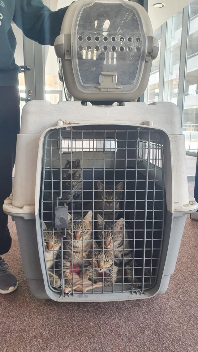 Campanie șterilizări gratuite pisici fără deținător