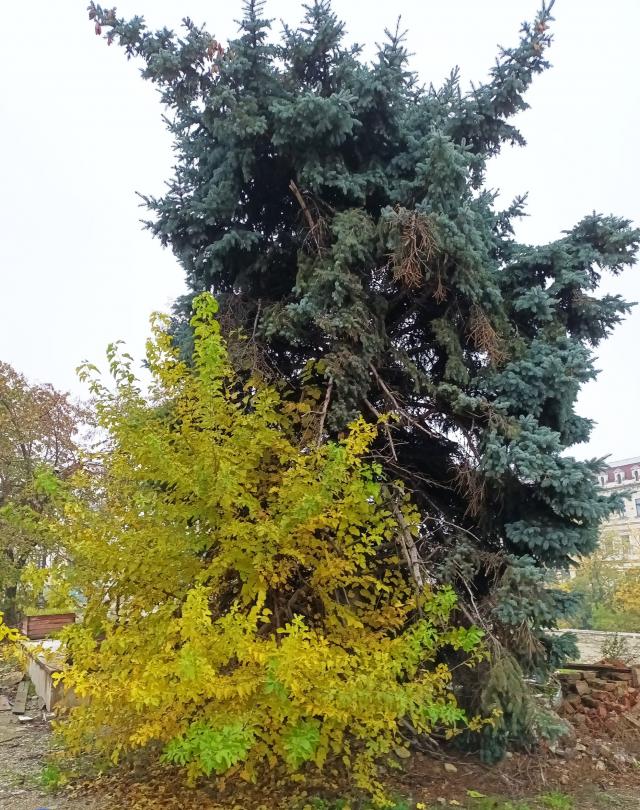 S-a emis autorizație de tăiere pentru nouă arbori degradați de  lângă Parcarea Independenței